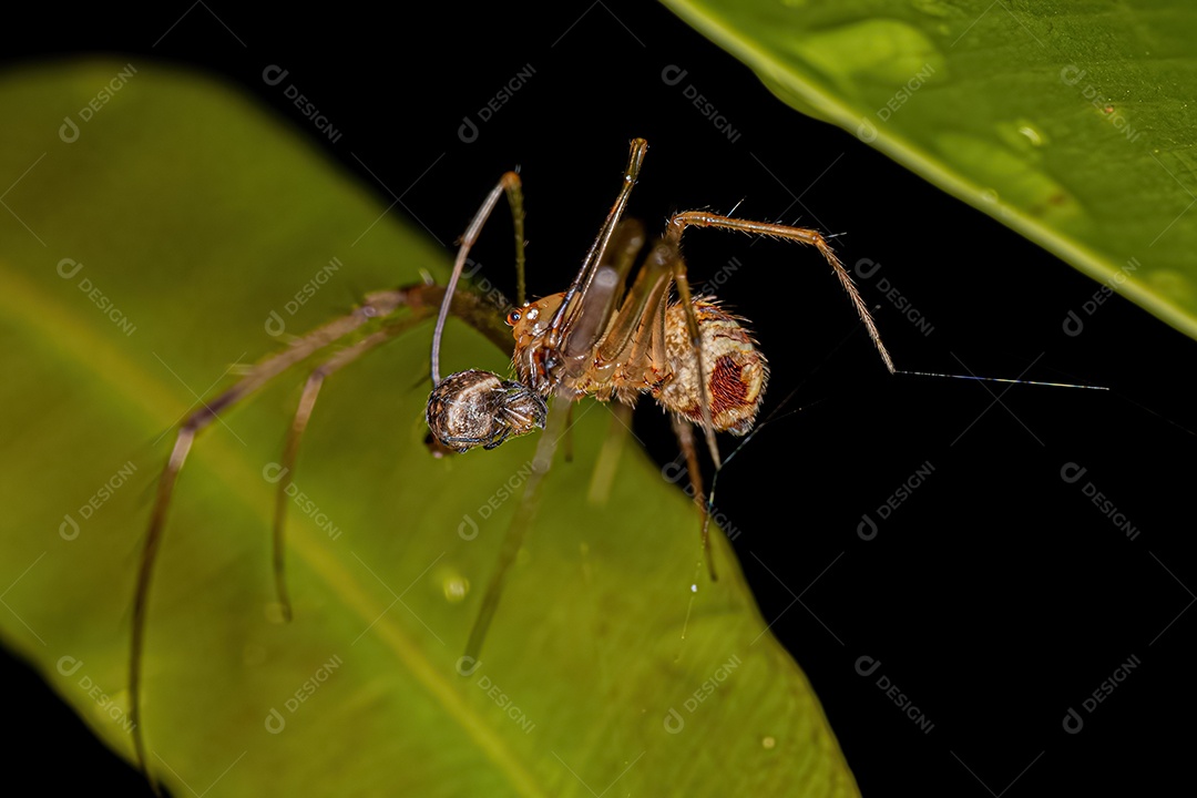 Pequena Aranha Pirata Macho do Gênero Gelanor atacando uma aranha.
