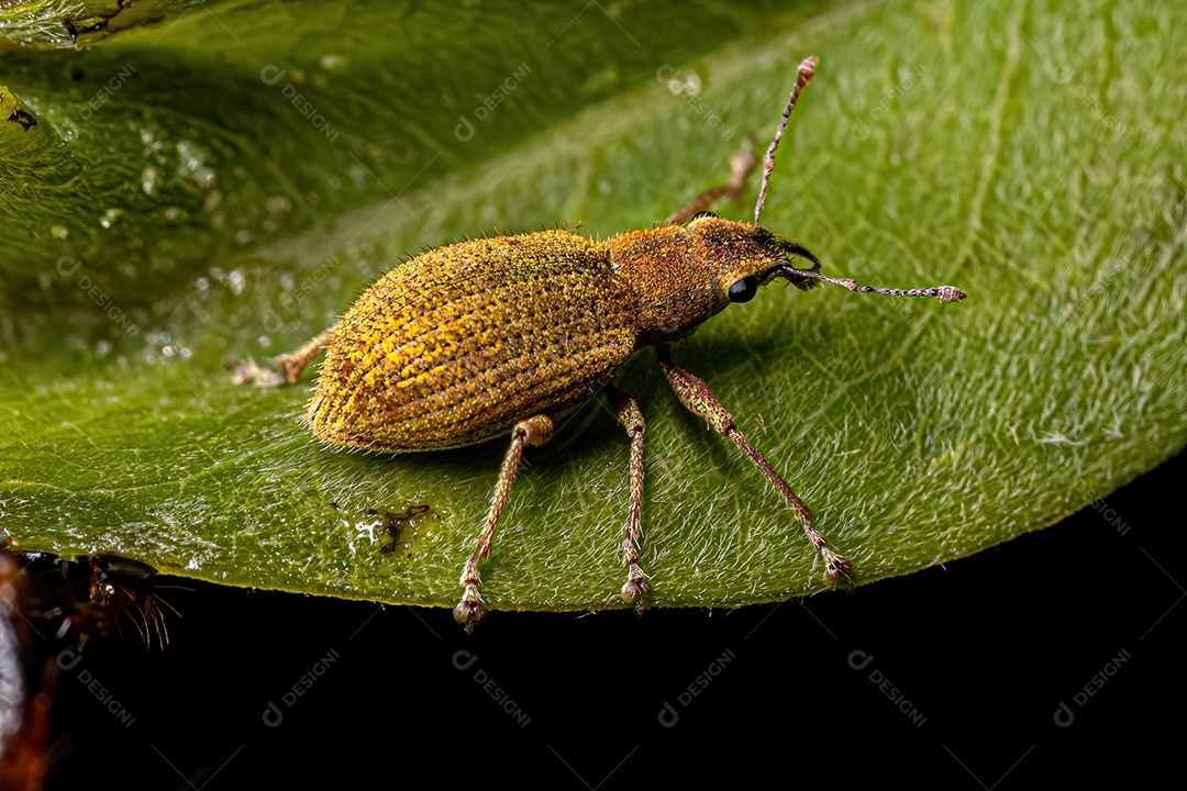 Gorgulho-de-nariz-largo adulto da tribo Naupactini.