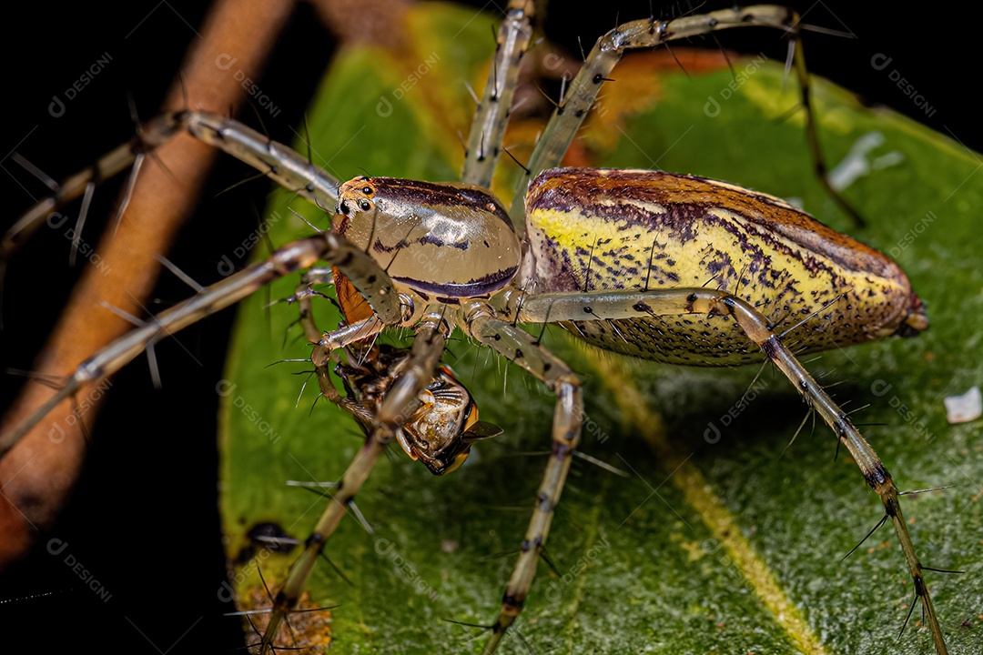 Aranha lince adulta da espécie Peucetia rubrolineata atacando um inseto.