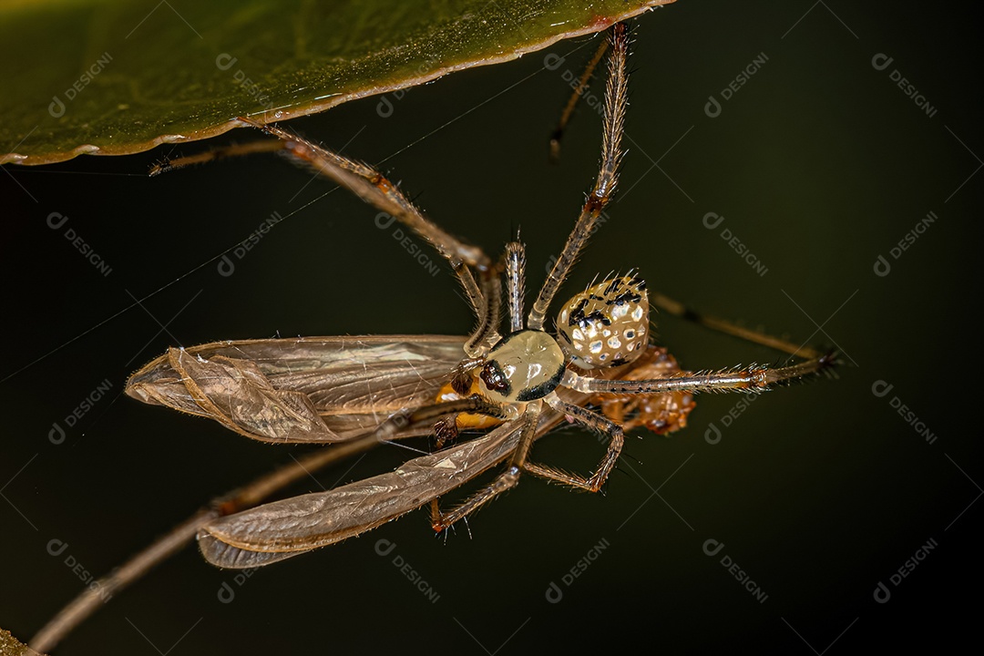 Aranha-bola-espelho macho pequena do gênero Thwaitesia atacando um cupim.
