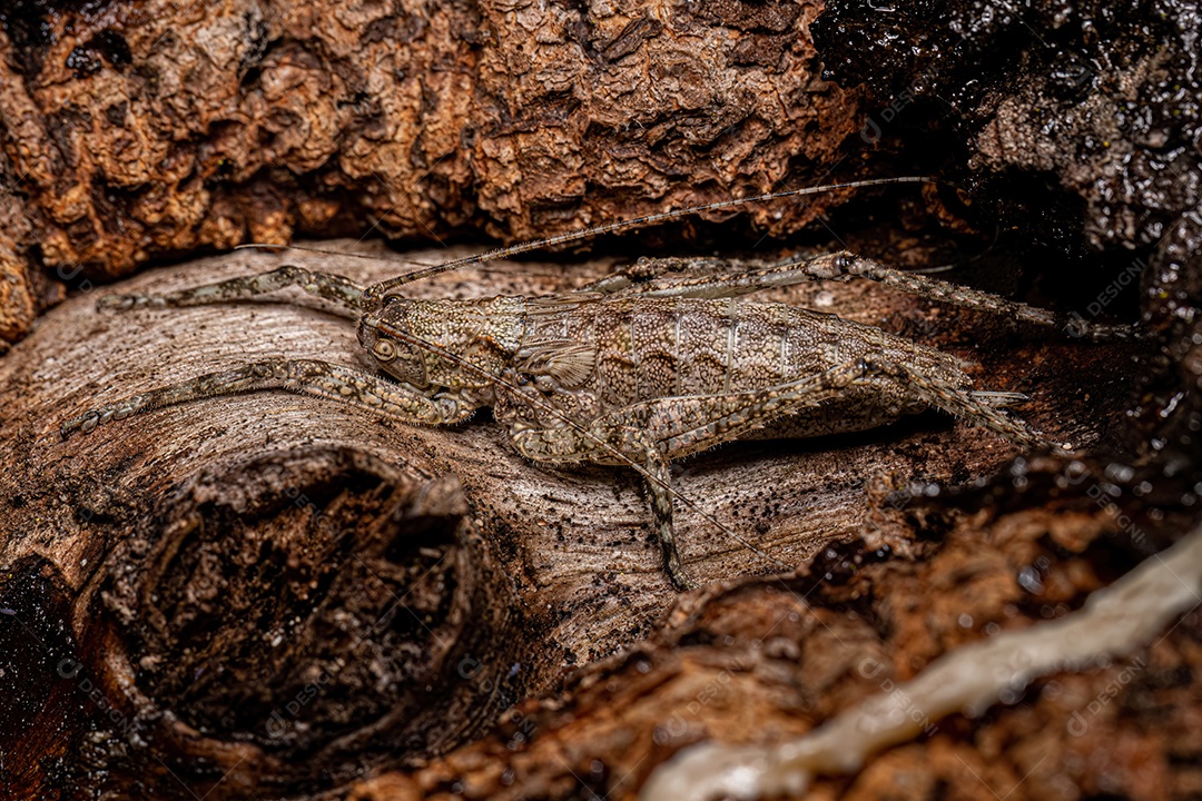 Verdadeira ninfa Katydid da subfamília Pseudophyllinae.
