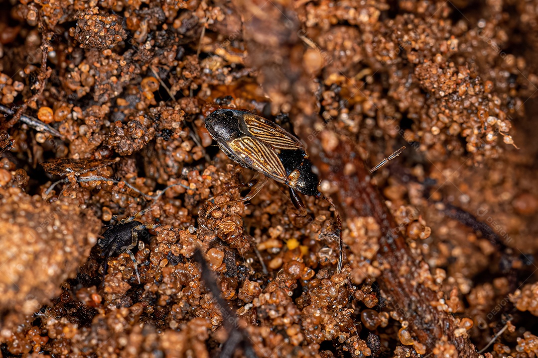 Inseto de semente cor de sujeira adulto da família Rhyparochromidae.