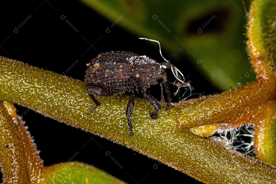 Gorgulho Verdadeiro Adulto da Família Curculionidae.