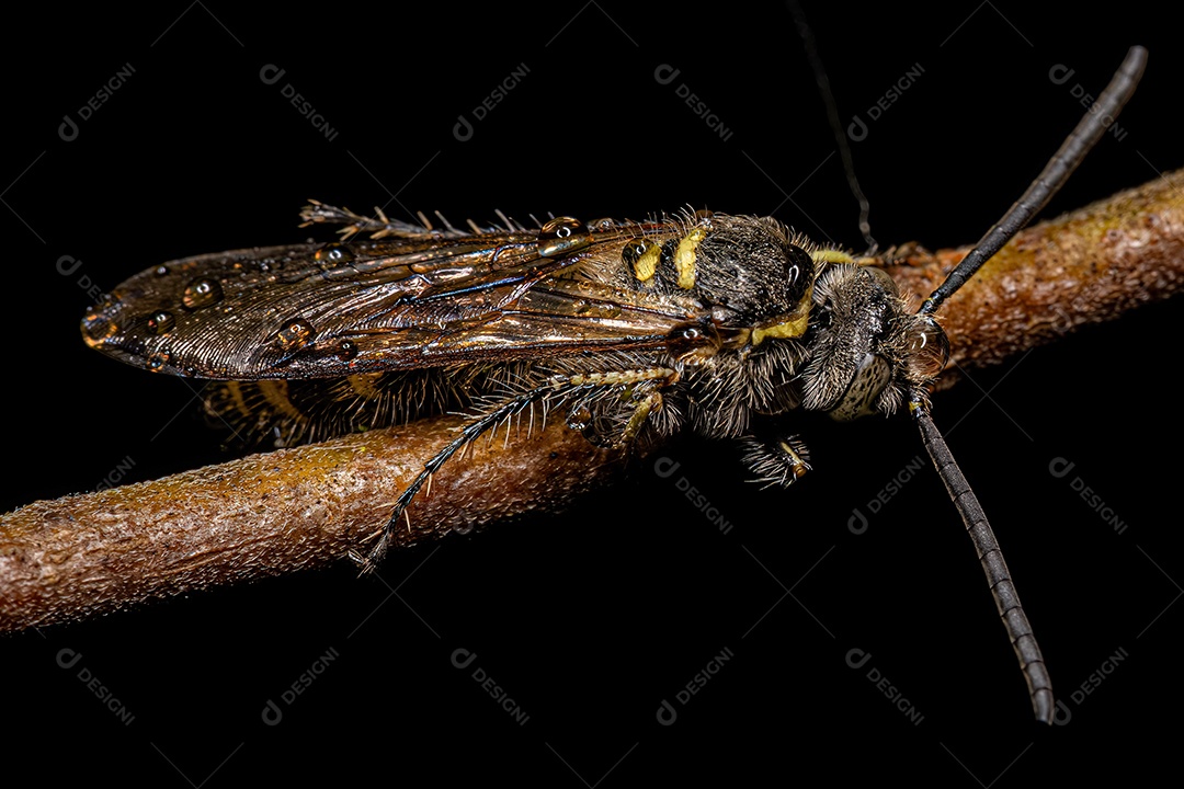 Vespa Scoliidae adulta da subfamília Campsomerinae.