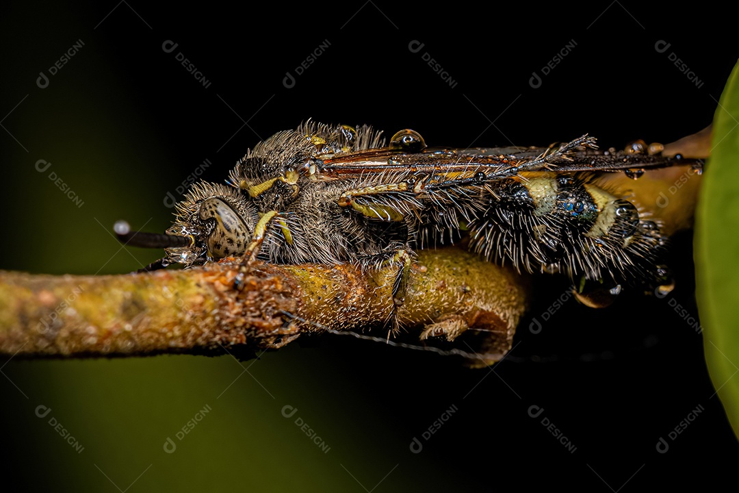Vespa Scoliidae adulta da subfamília Campsomerinae.