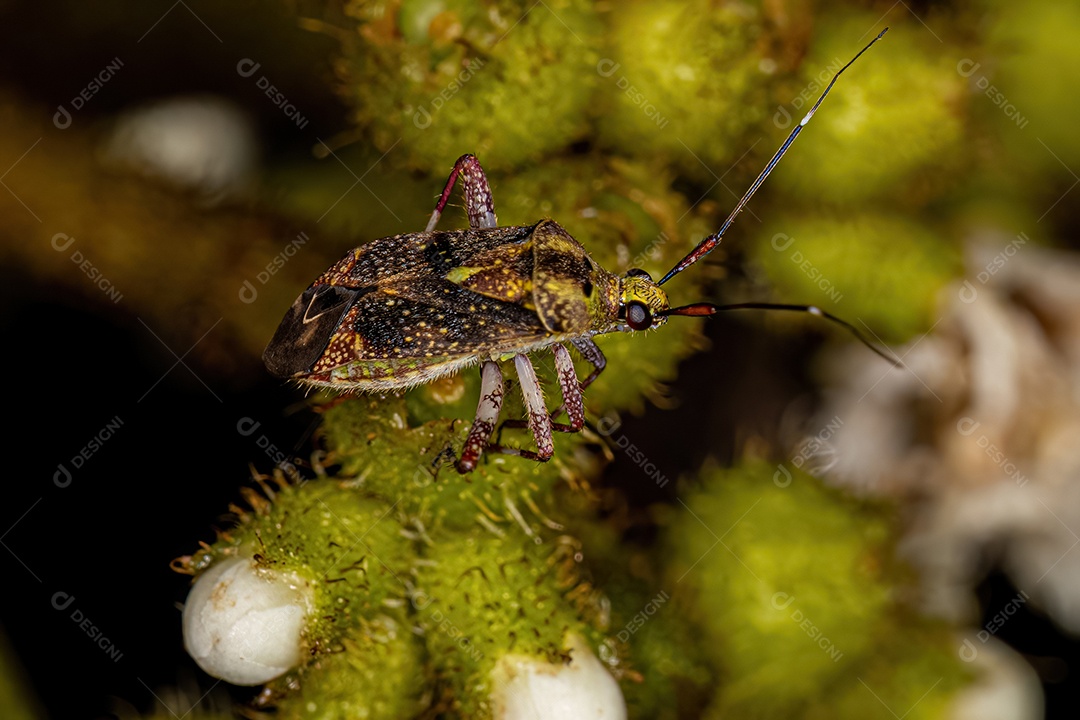 Planta Inseto Adulto da Família Miridae.