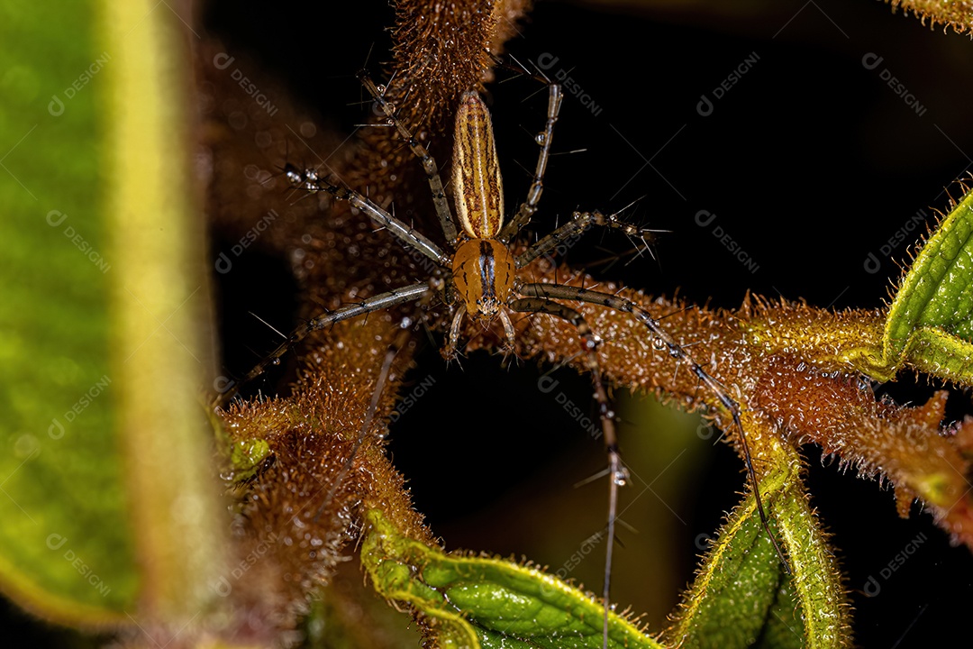 Pequena Aranha Lince da espécie Peucetia rubrolineata.