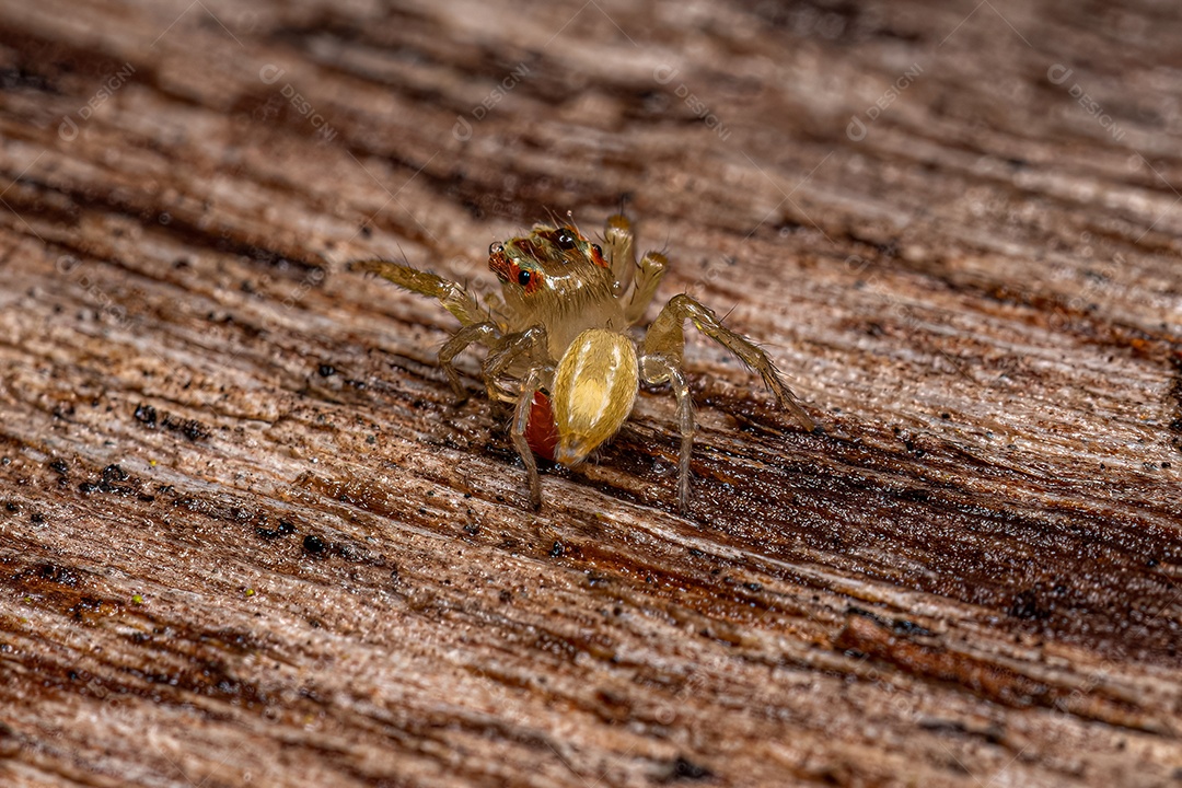Pequena Aranha Saltadora do Gênero Chira com um ácaro preso na perna.