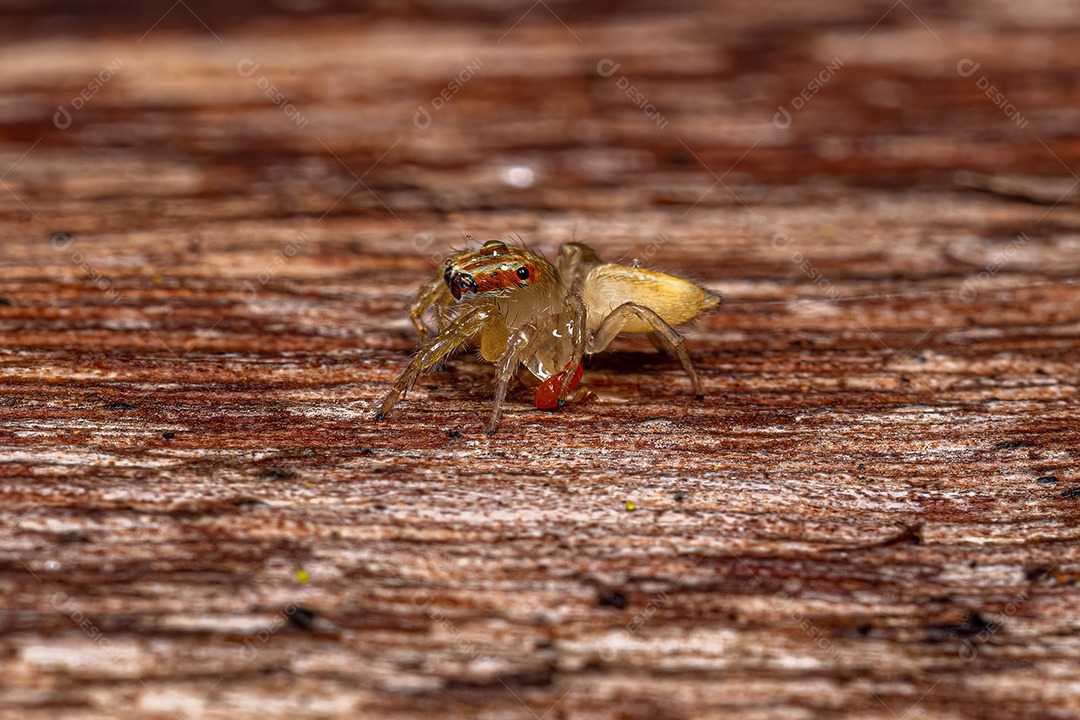 Aranha lince listrada fêmea do gênero Oxyopes