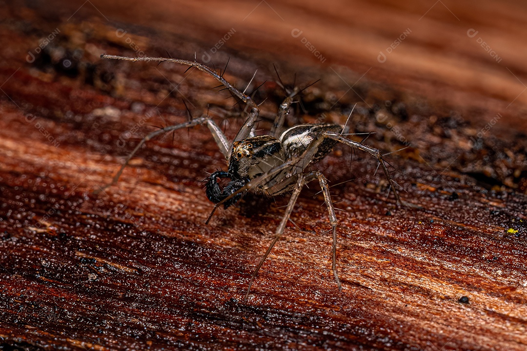 Aranha lince listrada macho do gênero Oxyopes