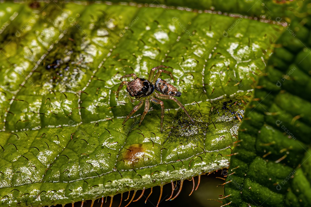 Pequena aranha saltadora da espécie Philira micans