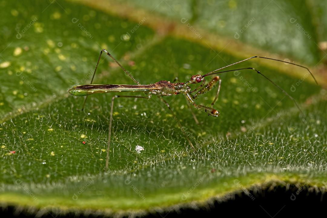 Assassin Bug Ninfa da Tribo Harpactorini
