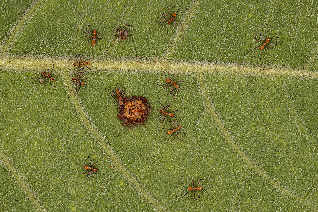 Assassin Bug Ninfas da Tribo Harpactorini com ovos