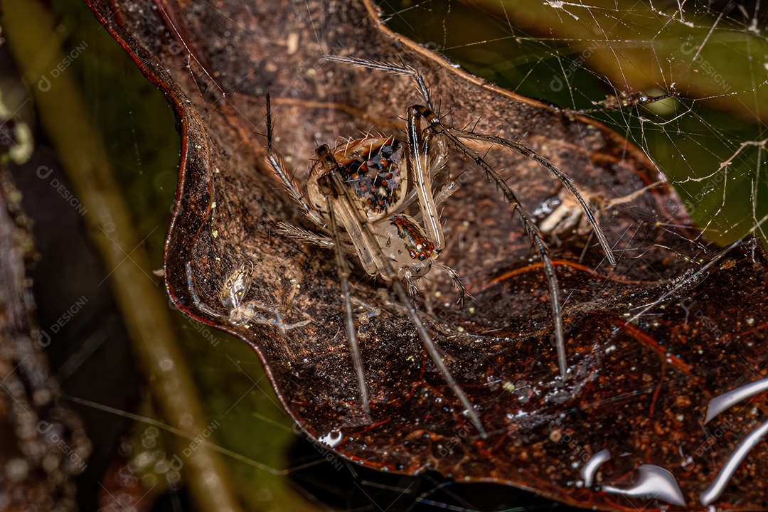 Aranha Lobo Macho Adulto da Família Lycosidae