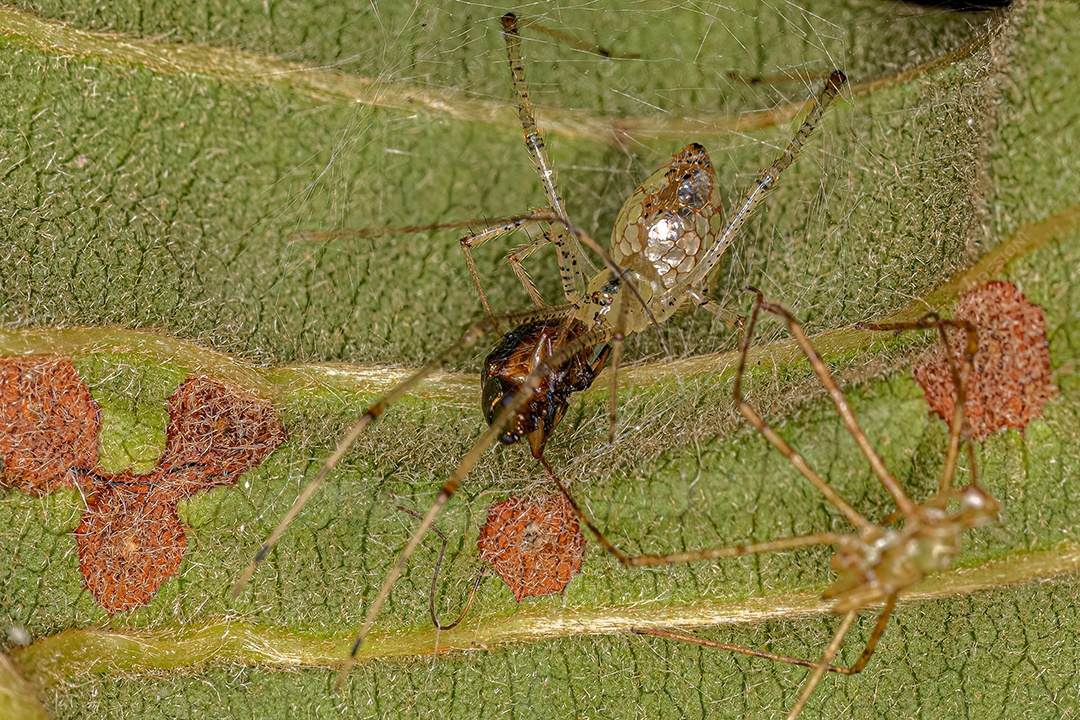 Pequena aranha bola de espelhos do gênero Thwaitesia atacando um besouro