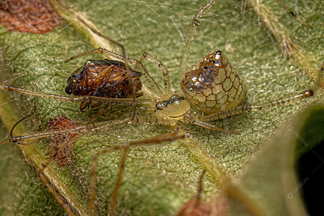 Pequena aranha bola de espelhos do gênero Thwaitesia atacando um besouro