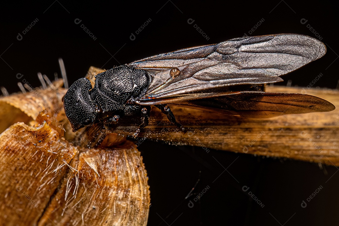 Formiga tartaruga-rainha-preta adulta do gênero Cephalotes