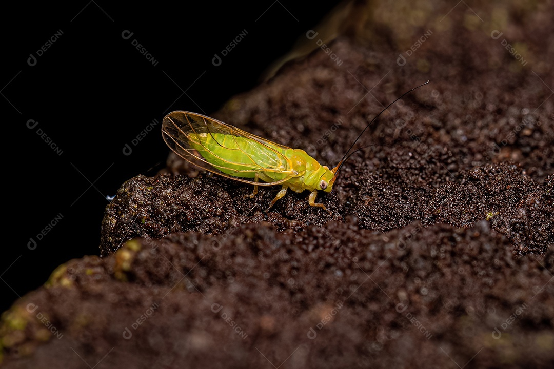 Piolhos de plantas saltadoras adultas da família Psyllidae