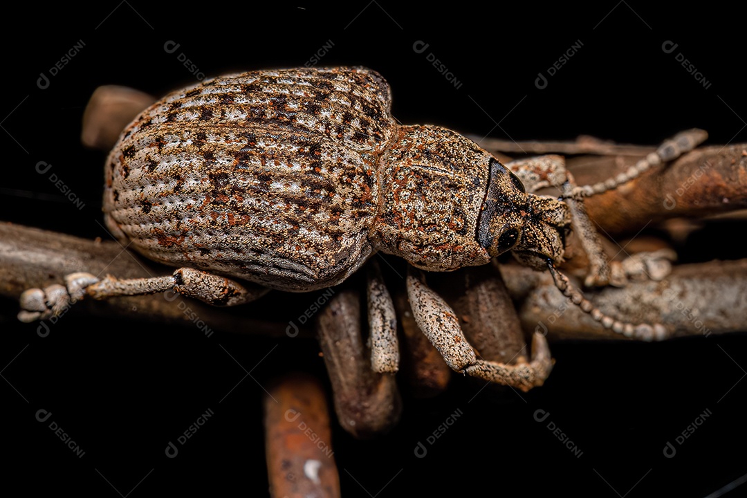 Besouro de nariz largo branco adulto da espécie Cydianerus latruncularius