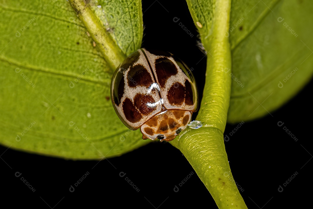 Joaninha adulta da espécie Cycloneda conjugata