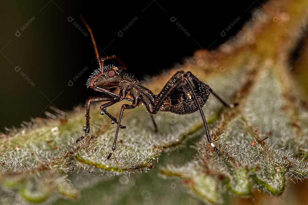 Ninfa de inseto de cabeça larga da família Alydidae
