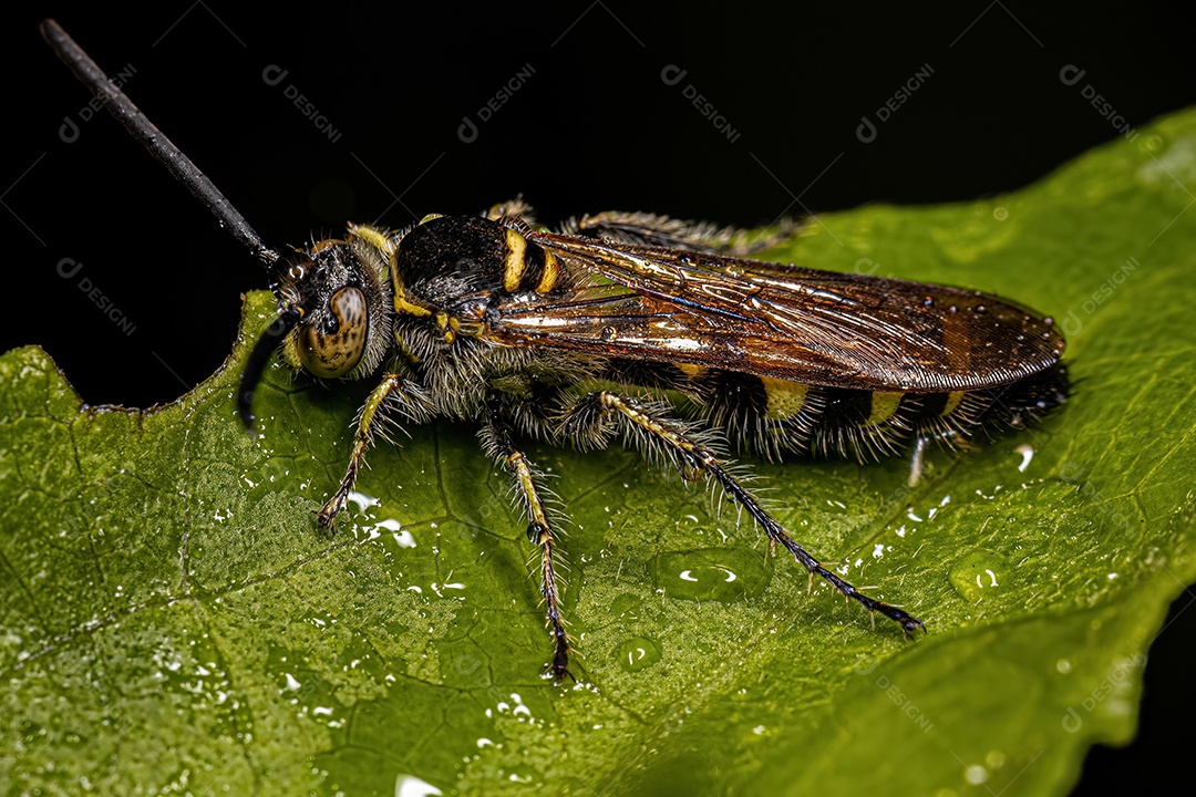 Vespa Scoliidae adulta da subfamília Campsomerinae