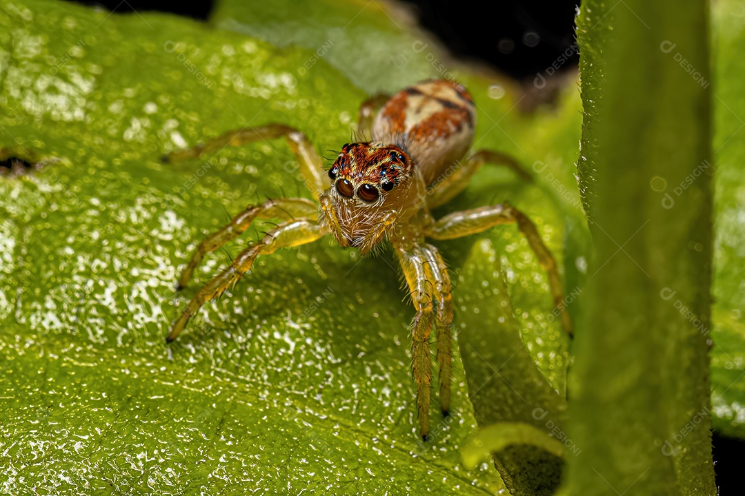 Pequena Aranha Saltadora do Gênero Frigga