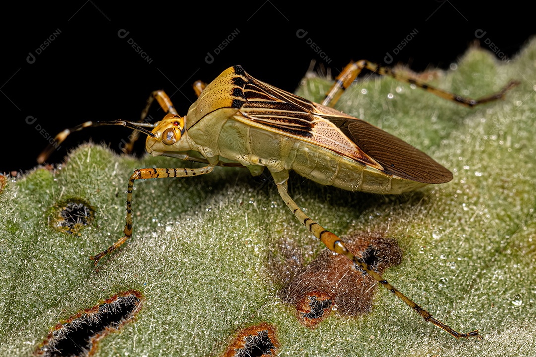 Inseto adulto da espécie Hypselonotus fulvus