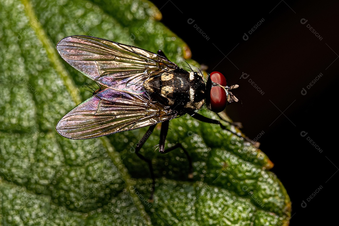 Mosca muscóide adulta da superfamília Muscoidea