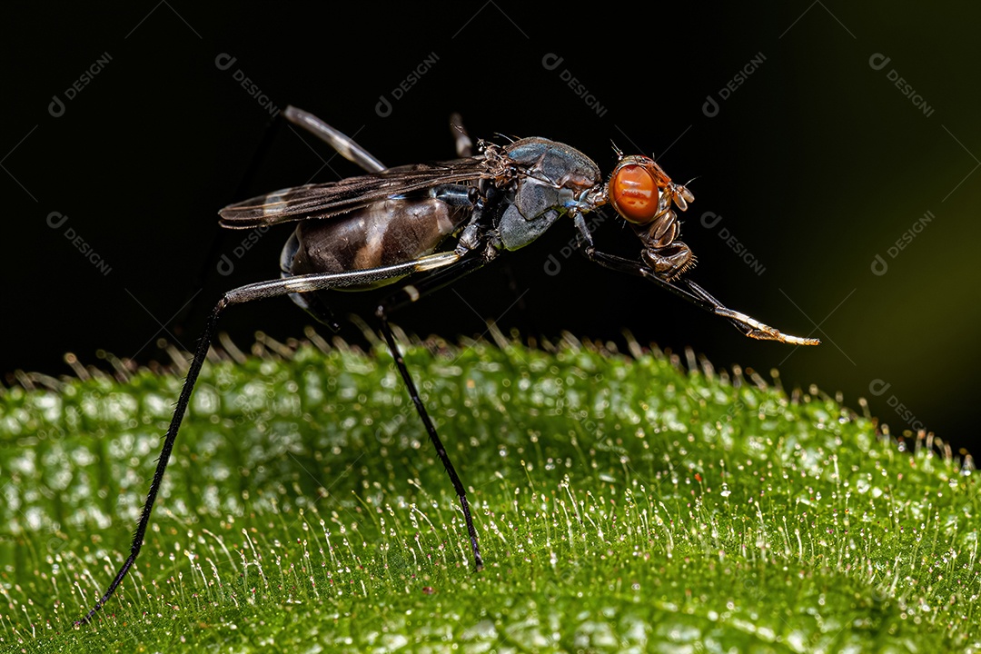 Mosca pernalta adulta da subfamília Taeniapterinae
