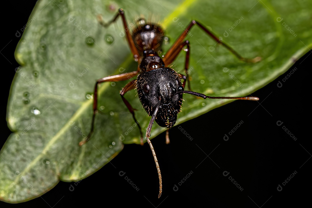 Formiga carpinteira fêmea adulta do gênero Camponotus