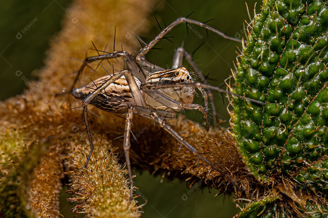 Aranha lince listrada fêmea do gênero Oxyopes