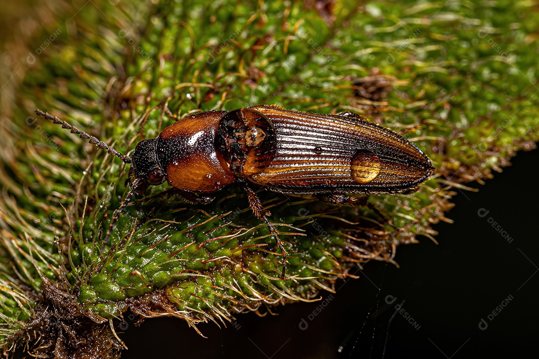 Besouro adulto da família Elateridae