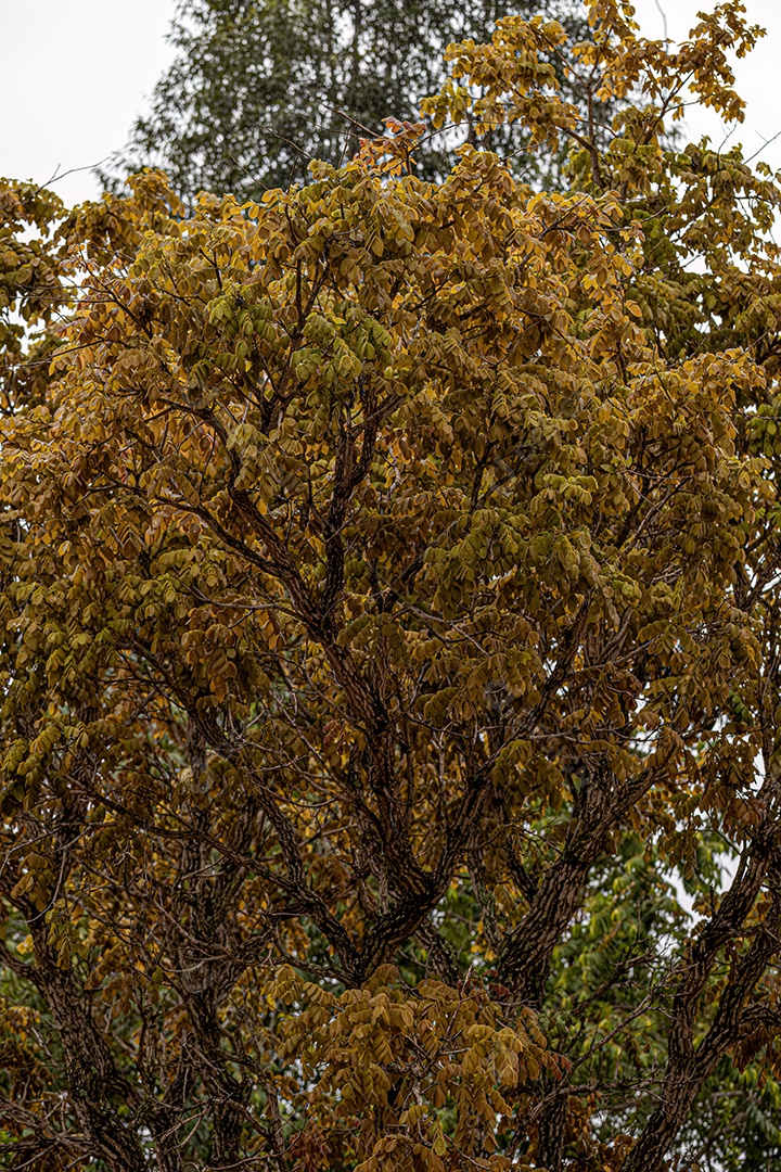 Árvore angiosperma do cerrado brasileiro com iluminação matinal