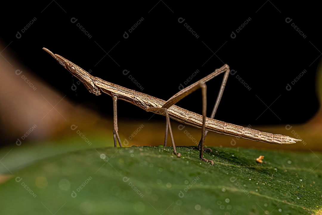 Gafanhoto Neotropical da Família Proscopiidae