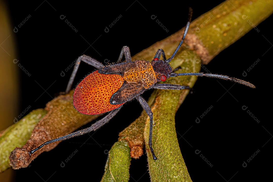 Mosca pernalta adulta da subfamília Taeniapterinae