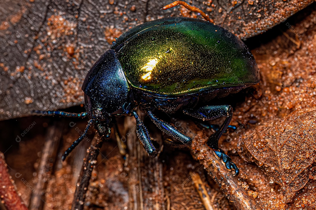 Pequeno besouro adulto da ordem coleoptera