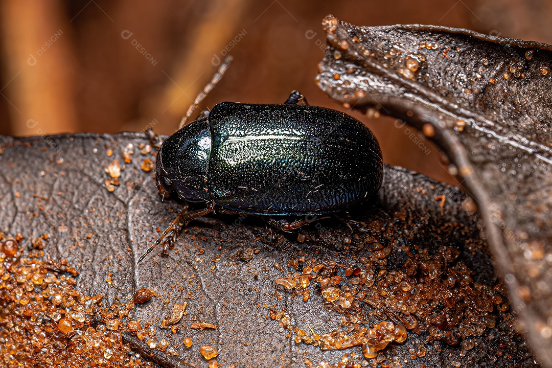Pequeno besouro adulto da ordem coleoptera