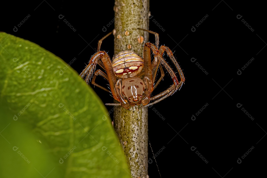 Pequena Aranha Pirata Macho do Gênero Gelanor