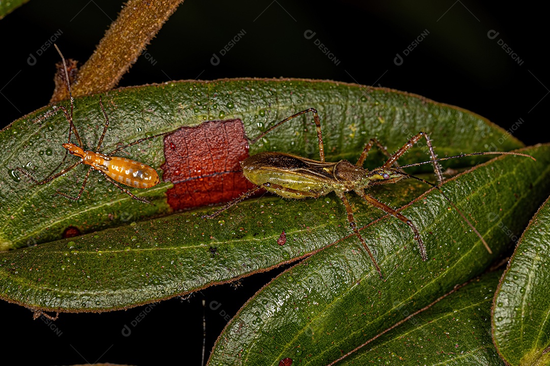 Vespa barata adulta do gênero Ampulex
