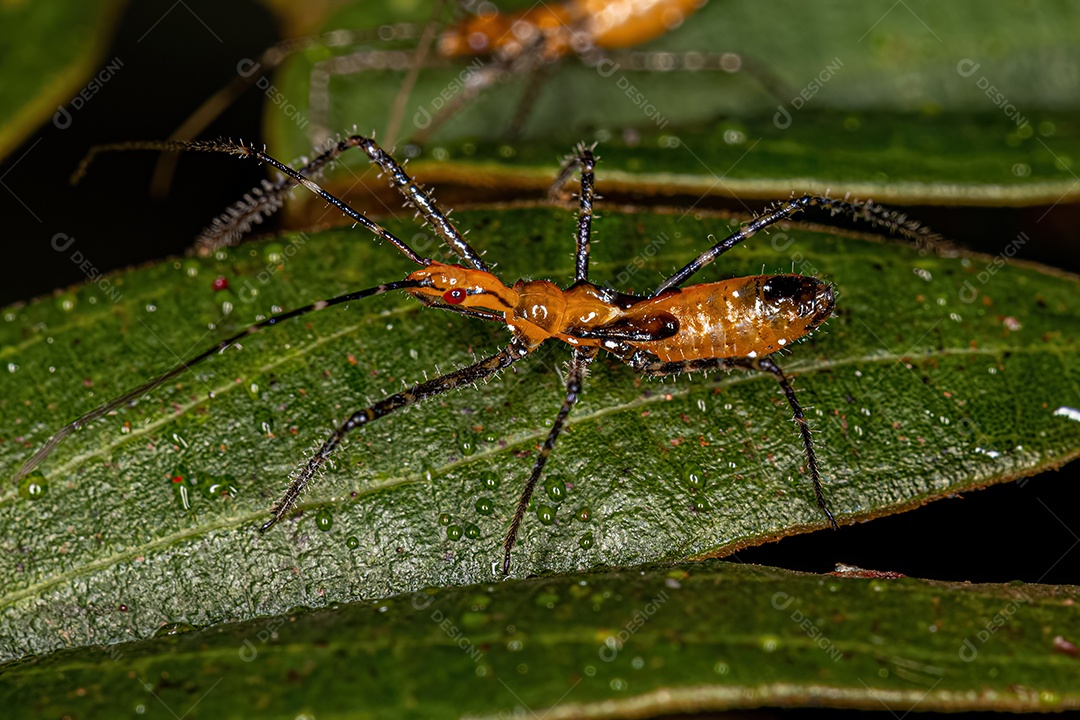 Vespa barata adulta do gênero Ampulex