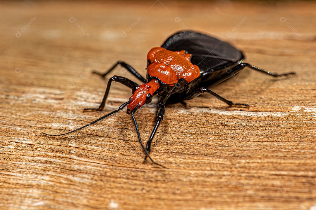 Inseto Assassino Milípede Adulto do Gênero Pothea
