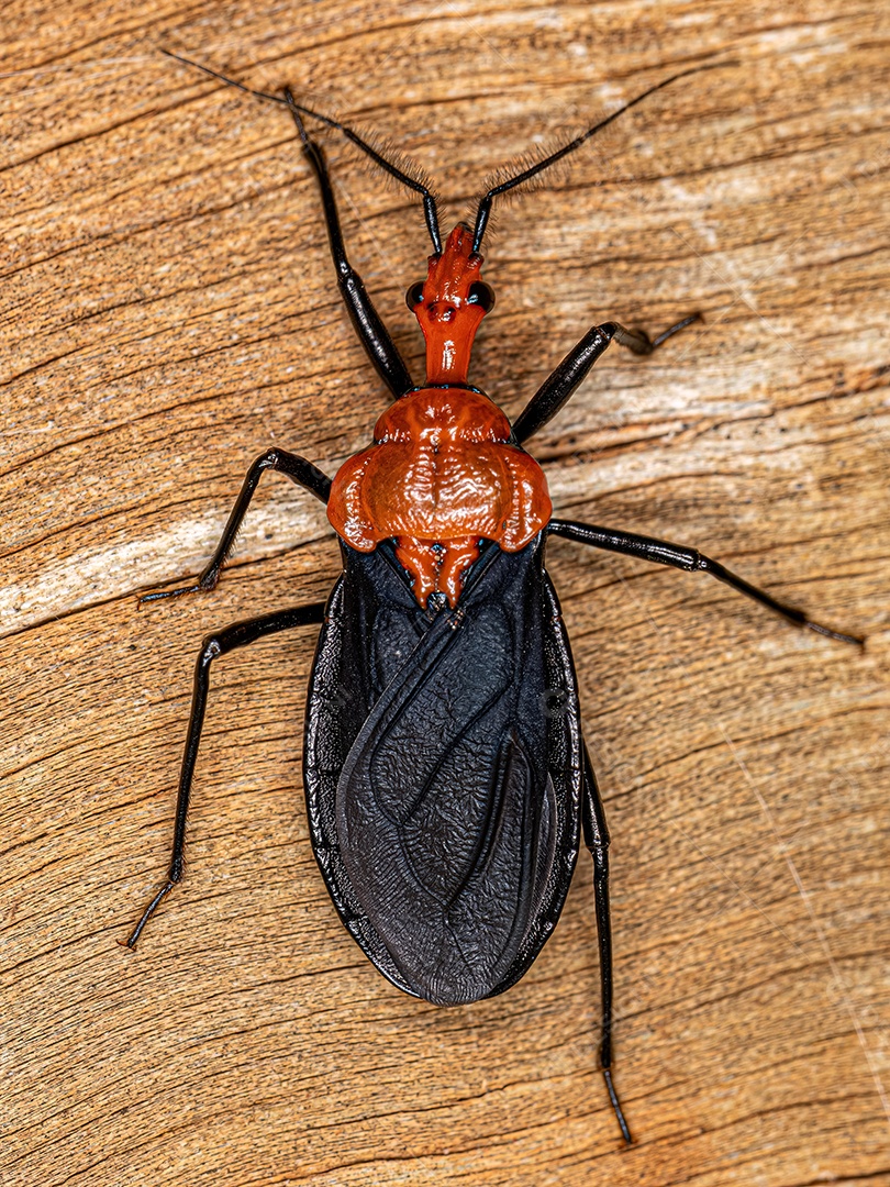 Inseto Assassino Milípede Adulto do Gênero Pothea