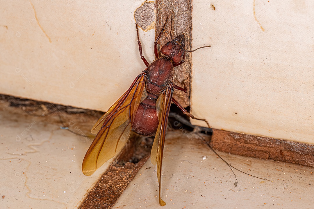 Fêmea adulta Atta alada Formiga rainha cortadeira do gênero Atta