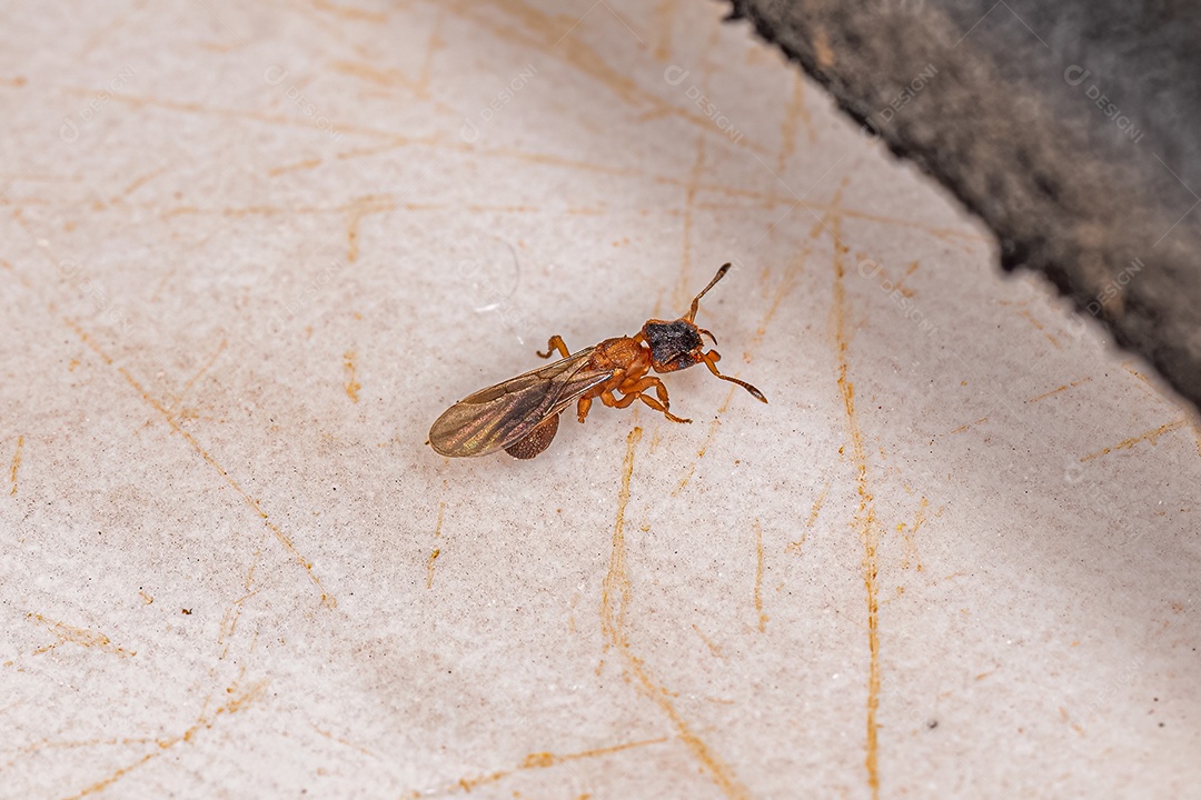 Formiga Rainha Fêmea Pequena Adulto Cultivadora de Fungos da Subtribo Attina