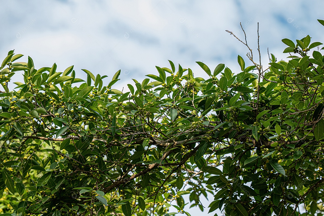 Figueira angiosperma do gênero