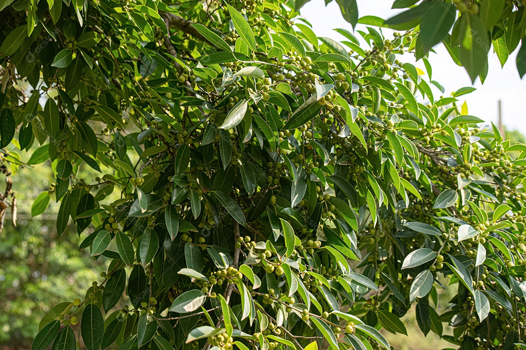 Figueira angiosperma do gênero