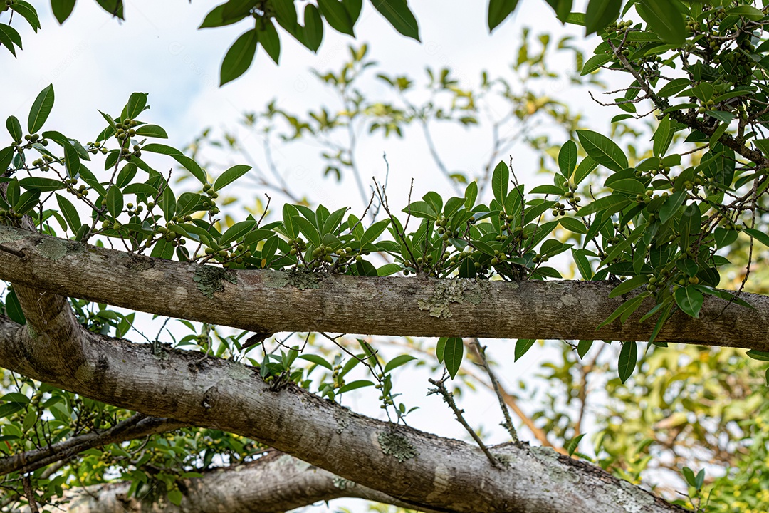 Figueira angiosperma do gênero
