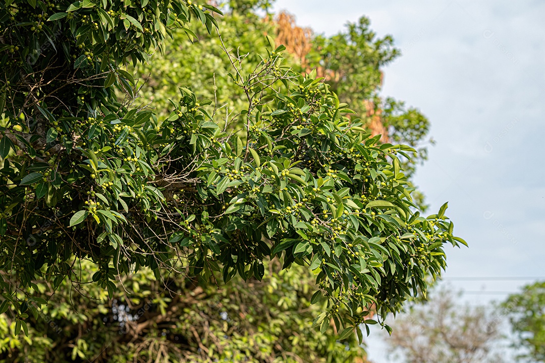 Figueira angiosperma do gênero