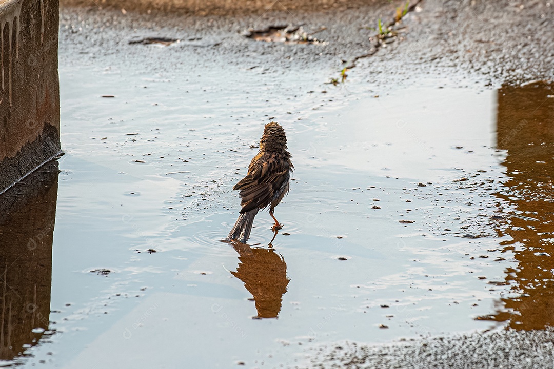 Macho adulto Pardal-doméstico Ave da espécie Passer domesticus